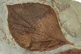 Wide Plate with Two Fossil Leaves (Two Species) - Montana #356534-2